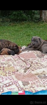 Cane Corso štěňata - 5