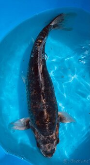 Koi kapr 45cm - 5