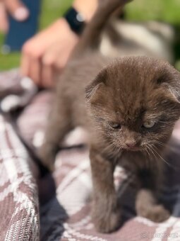 Scottish Fold - 5