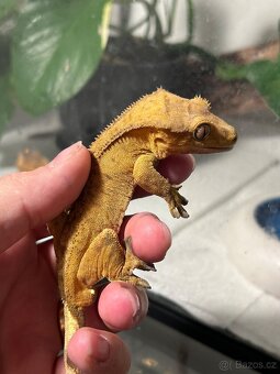 Pagekon řasnatý - 5