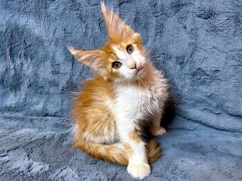 Mainská mývalí - kocourek (PP) - 5