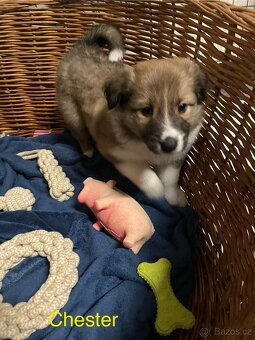 Stenata Border kolie/ kolie - 5