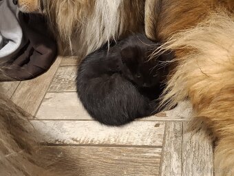 3x Koťata - plemeno z východo-horského Kašmíru a Polabí - 5