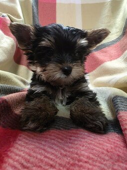 Jorkšířský teriér s PP - 5