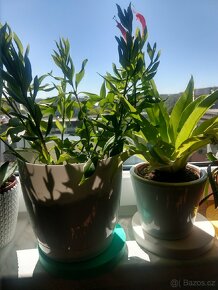 Pokojové rostliny - 5