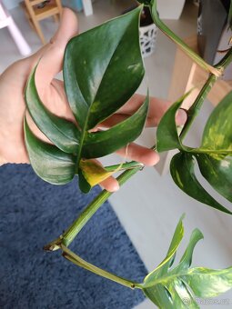 Epipremnum pinnatum Cintho Goldfinger

 - 5