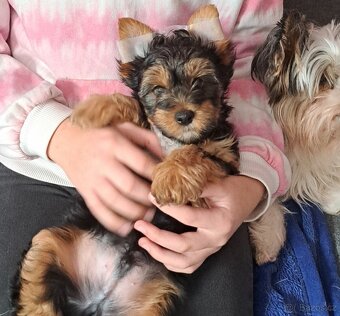 Jorkširský Terrier - 5