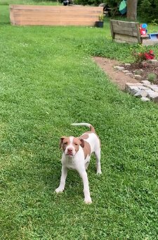 Pitbull s pp - 5
