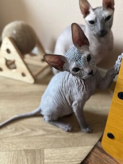 Don Sphynx - 5