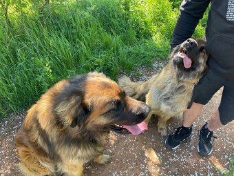 Leonberger štěňata - 5