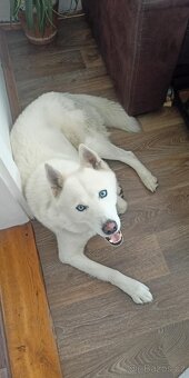 Sibiřský husky ke krytí - 5