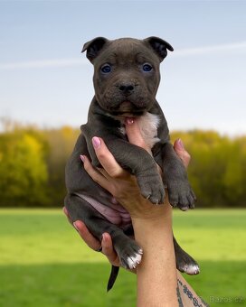 American Bully XL - Exkluzivní spojení šampionů - 5