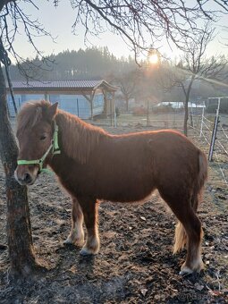 Nabízím dva hřebečky Shetland pony - 5