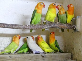 Agapornis fischeri - 5