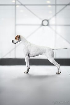 Anglický pointer s PP - 5