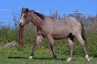 Klisnička QH s TOP cutting původem a skvělou povahou - 5