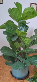 Ficus lyrata - 5