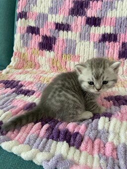 🐾Britská koťátka bez PP🐱hledají nový domov - 5