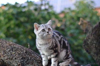 Britská  (whiskas ) kočička s p.p. - 5