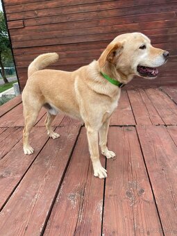 BODRIG - kastrovaný psík 5 let - 5