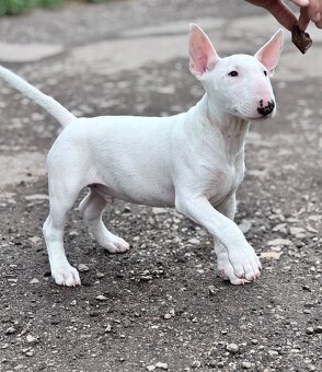 Miniatúrny Bulterier // bullterrier - 5