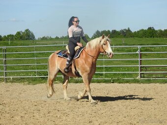 Valášek do rodiny hafling věk 10let výška 150cm - 5