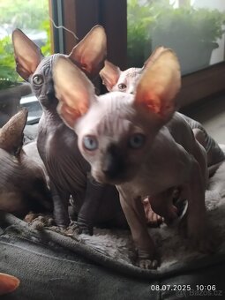 Kanadský sphynx - 5