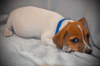 Štěňátka Jack Russell teriér - 5