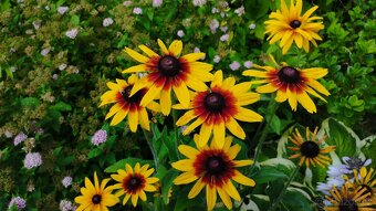 Rudbekie - 5