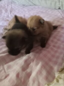 Pomeranian - 5