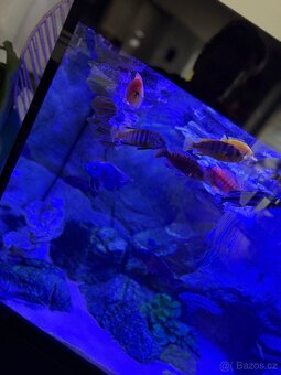 Luxusní vybavené akvárium + ryby - 5