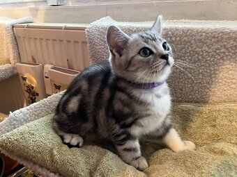 Koťátka britská Whiskas černostříbřitý mramor - 5