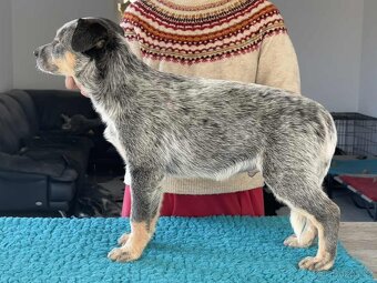 Australský honácký pes - s PP - 5