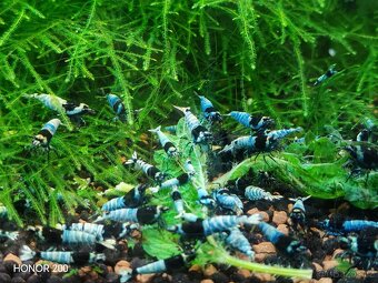 Krevetky Caridina - Blue Mosura Shadow - 5