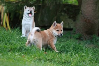 Shiba inu - pejsek s PP - 5