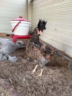 Pavlovska slepice - 5