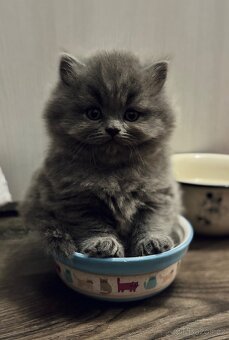 🩶Britská koťátka hledají milující domov🩶 - 5