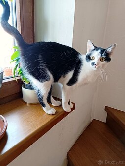 Sissi a Angie - koťata, 7 měsíců - 5