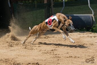 Whippet (vipet) štěňata k zadání - 5