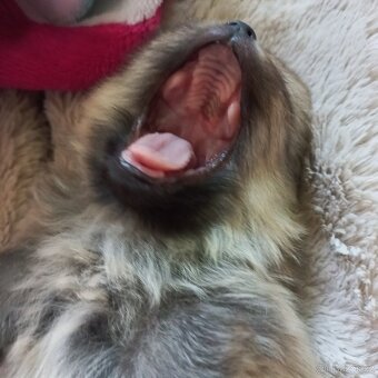 Pomeranian  - kluci - pidi - 5