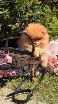 Pomeranian - 5