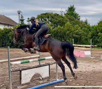 Skokově nadaná klisna po Chico´s Boy - 5