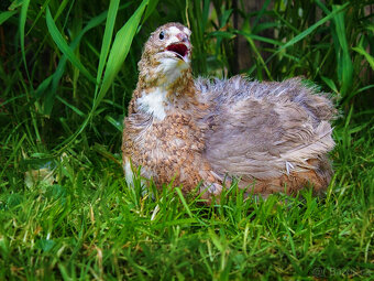 Amerika Mix křepelka - Vejce do líhně + Topný sáček - 5