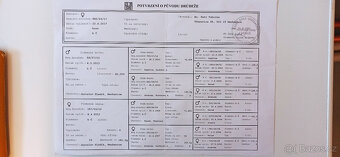 Husa česká - chovná s PP - 5
