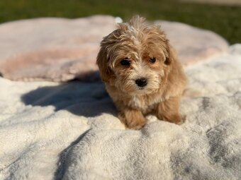 Maltipoo - 5