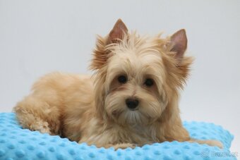 golddust yorkshire terrier s PP - 5