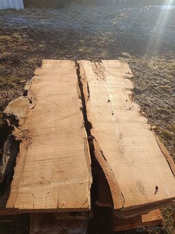 Fošny akátu 55-50mm na epoxid - 5