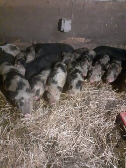 Kune kune - 5
