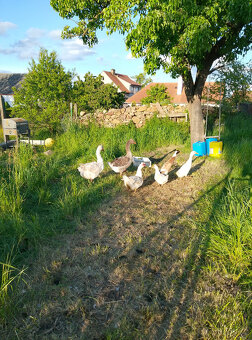 Roční houseři k chovu - 5