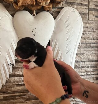 Štěně American Bully - 5